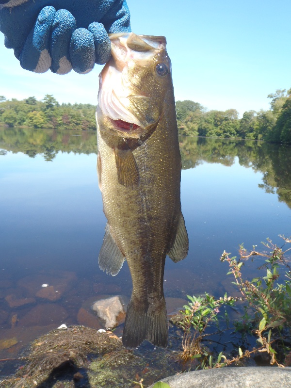 Largemouth