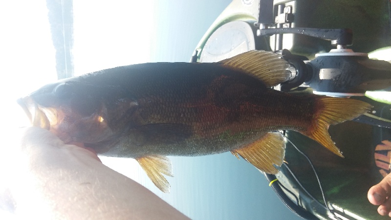 dropshot smallmouth