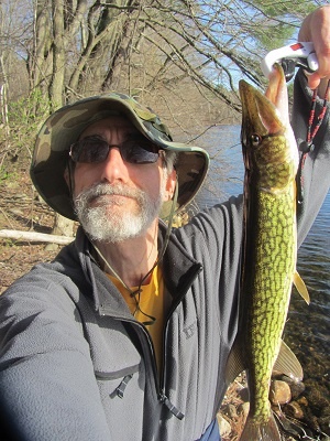 20 Inch Pickerel at Sudbury Reservoir