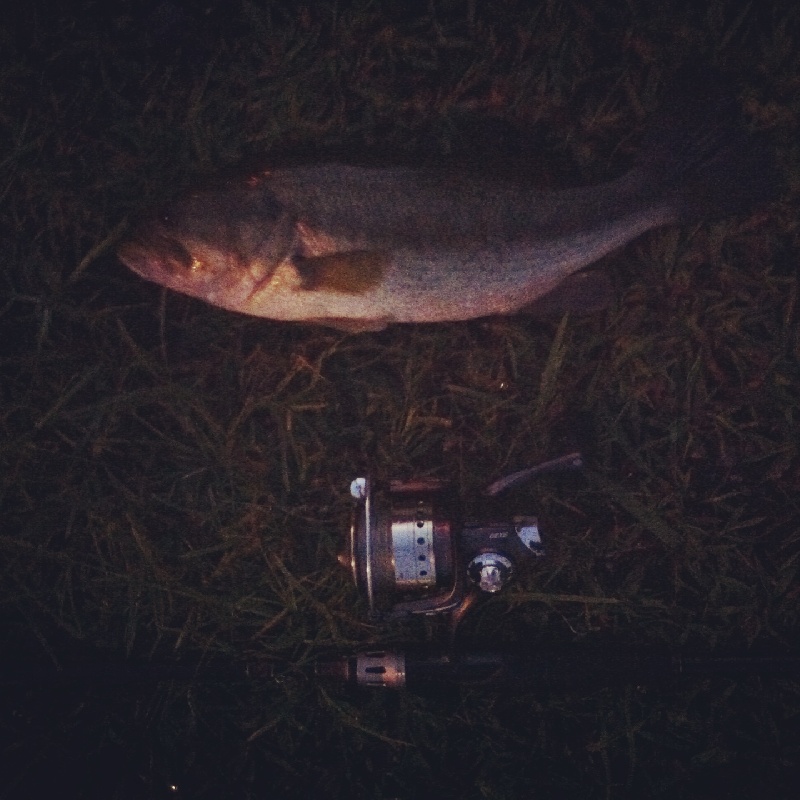 bass at millpond late summer