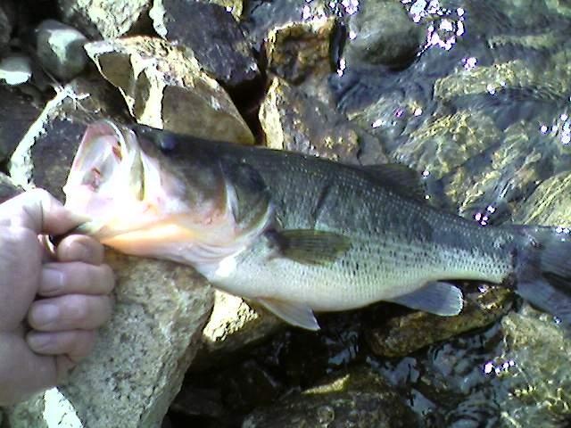 2lb. 12oz. Largemouth Bass