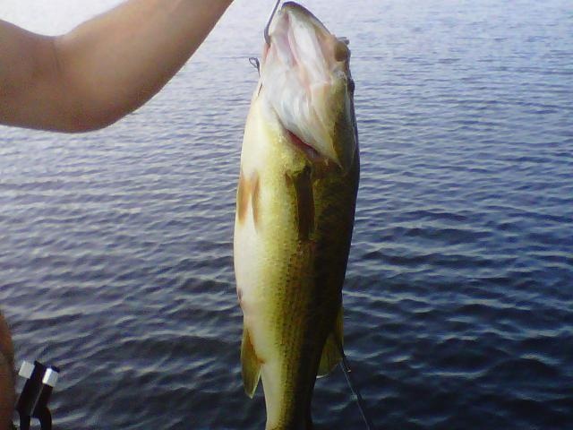 Largemouth Bass