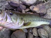 Largemouth Bass