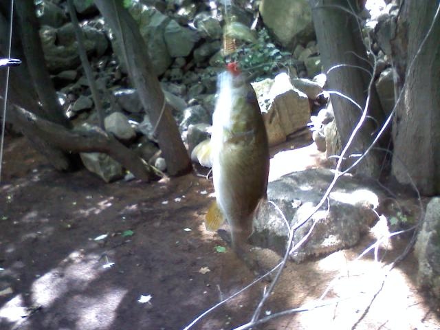 smallies