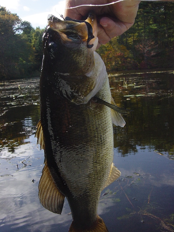 Foundry Pond