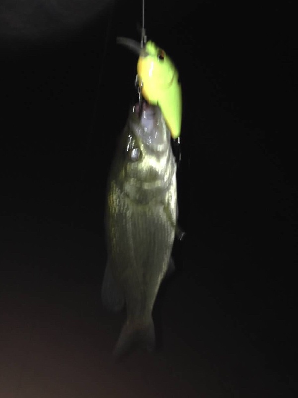 Little Bass Big Appetite 